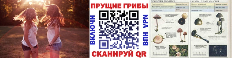Галлюциногенные грибы Magic Shrooms  магазин продажи   Устюжна 